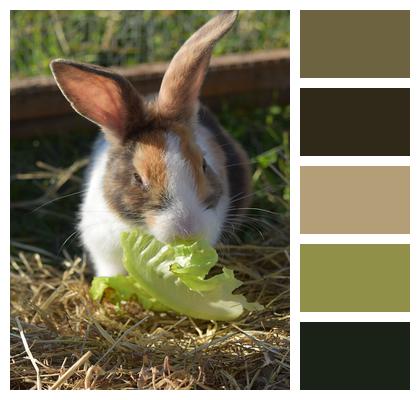 Rabbit Farmer Rabbit Domestic Rabbit Image